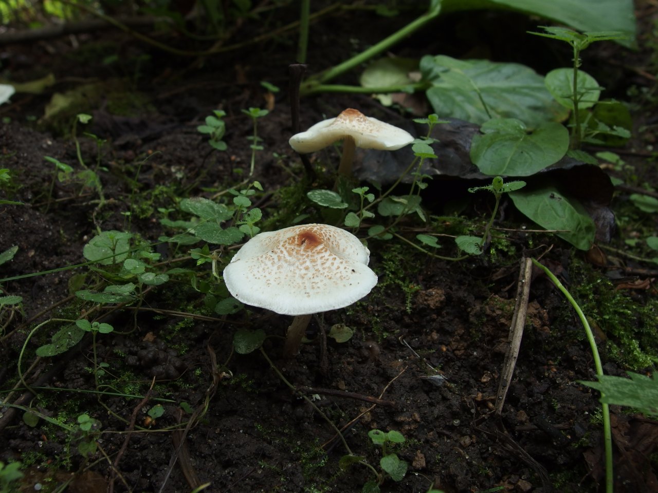 Lepiota cristata
