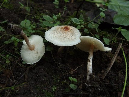 Lepiota cristata