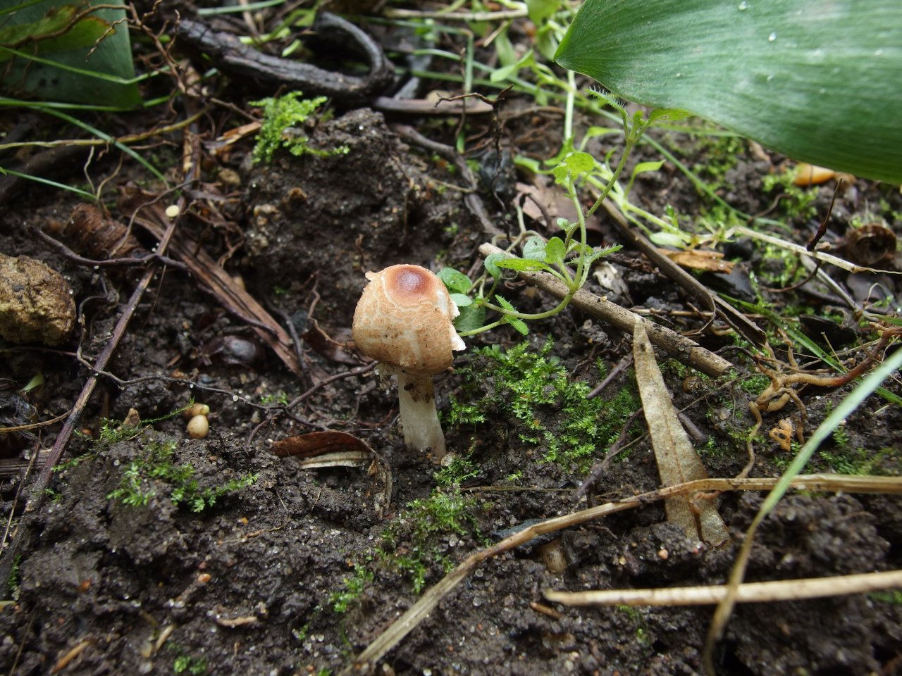 Lepiota cristata