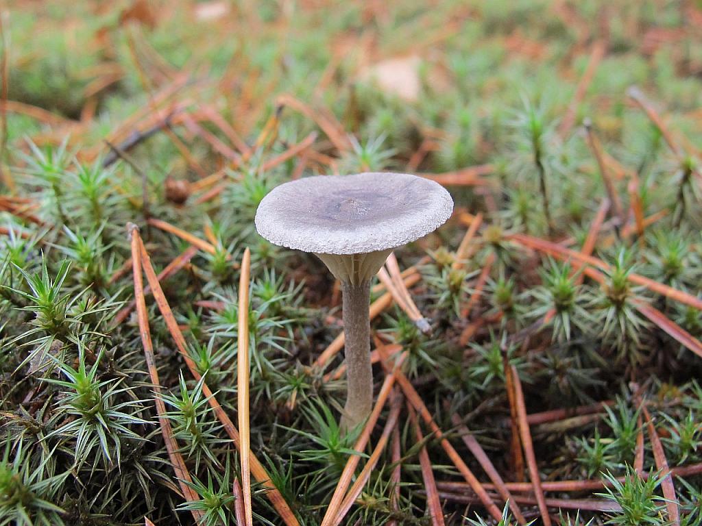 Cantharellula umbonata