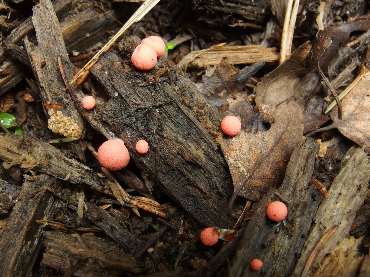 Lycogala epidendrum