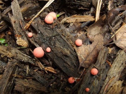 Lycogala epidendrum