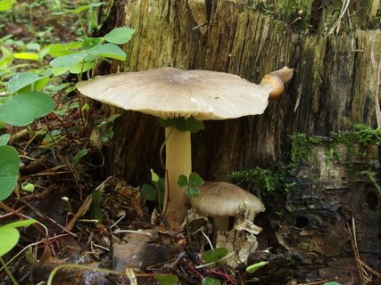 Megacollybia platyphylla