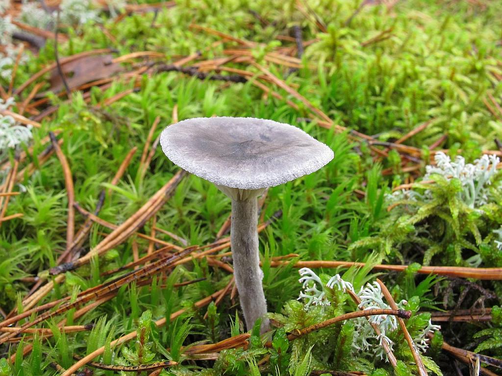 Cantharellula umbonata