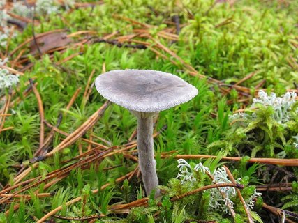 Cantharellula umbonata