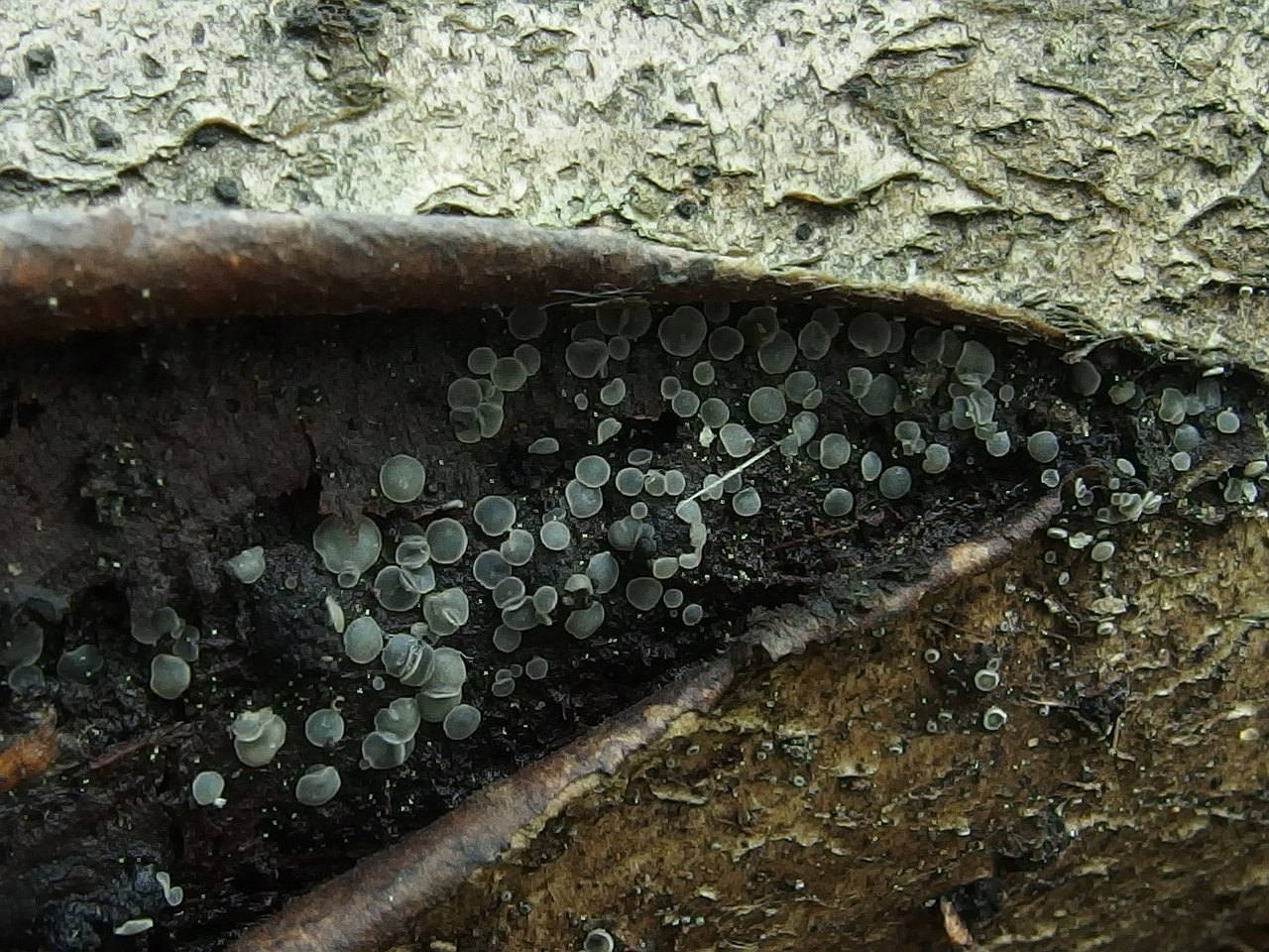 Mollisia