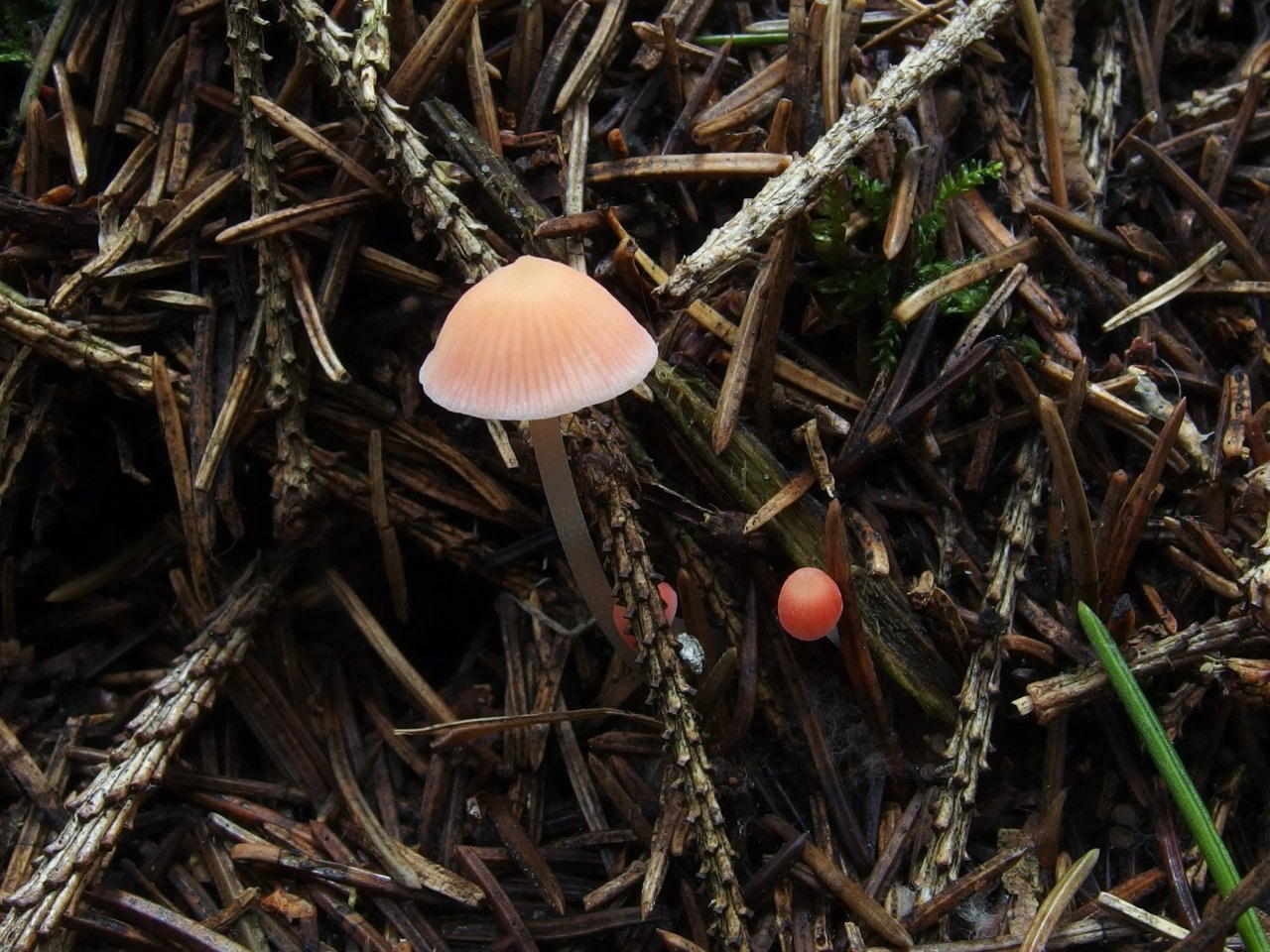 Atheniella adonis