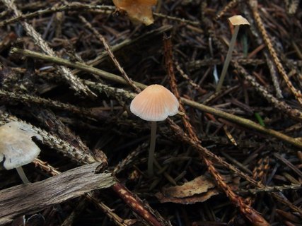 Atheniella adonis