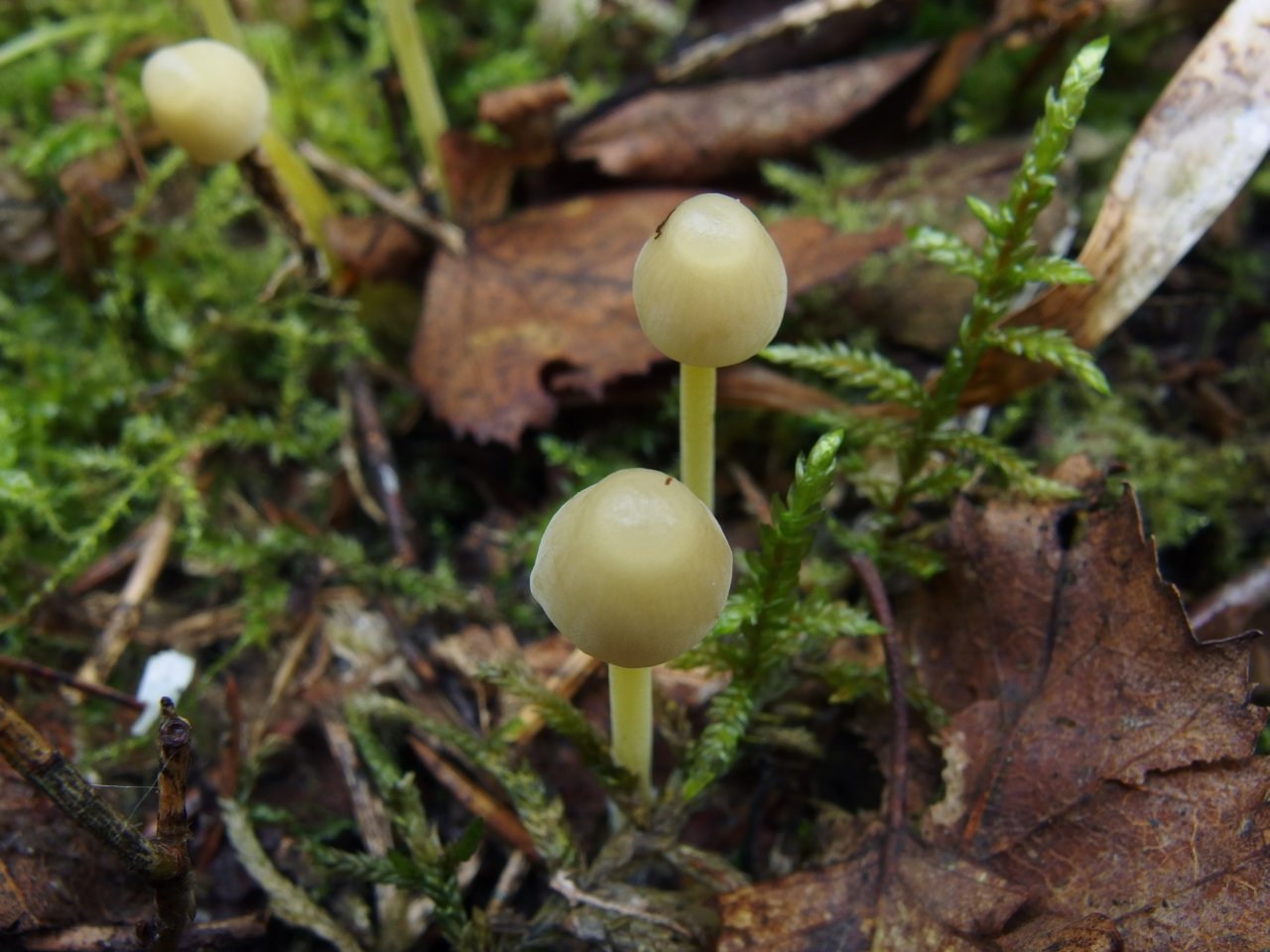 Mycena epipterygia