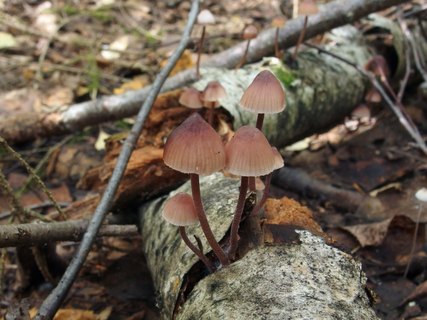 Mycena haematopus