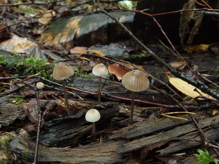Mycena stipata
