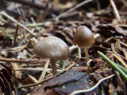 Mycena strobilicola