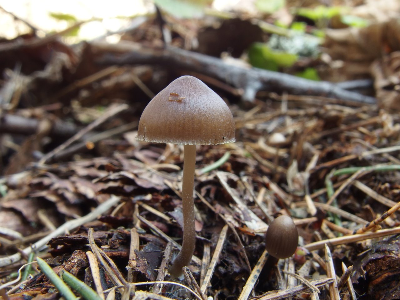 Mycena strobilicola