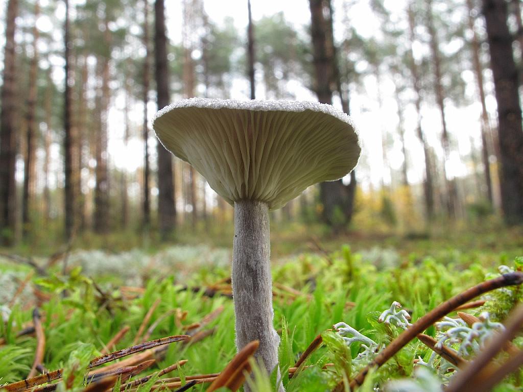 Cantharellula umbonata