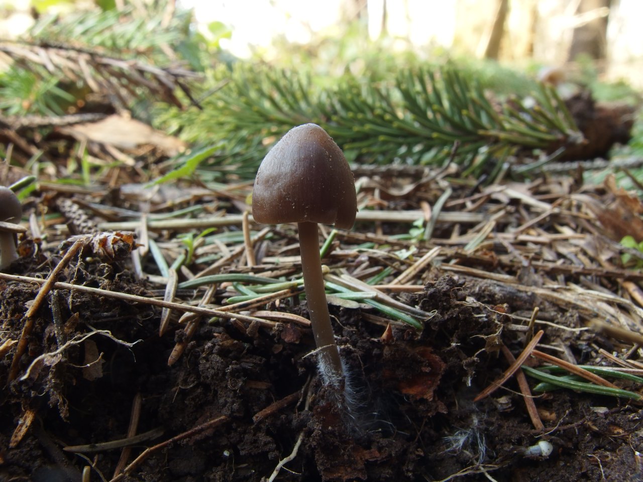 Mycena strobilicola