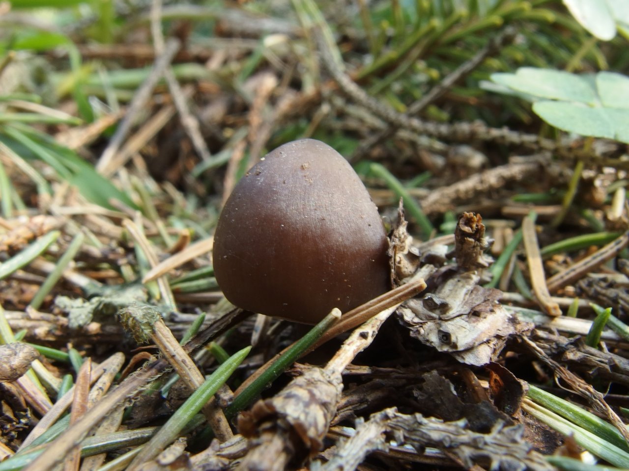 Mycena strobilicola