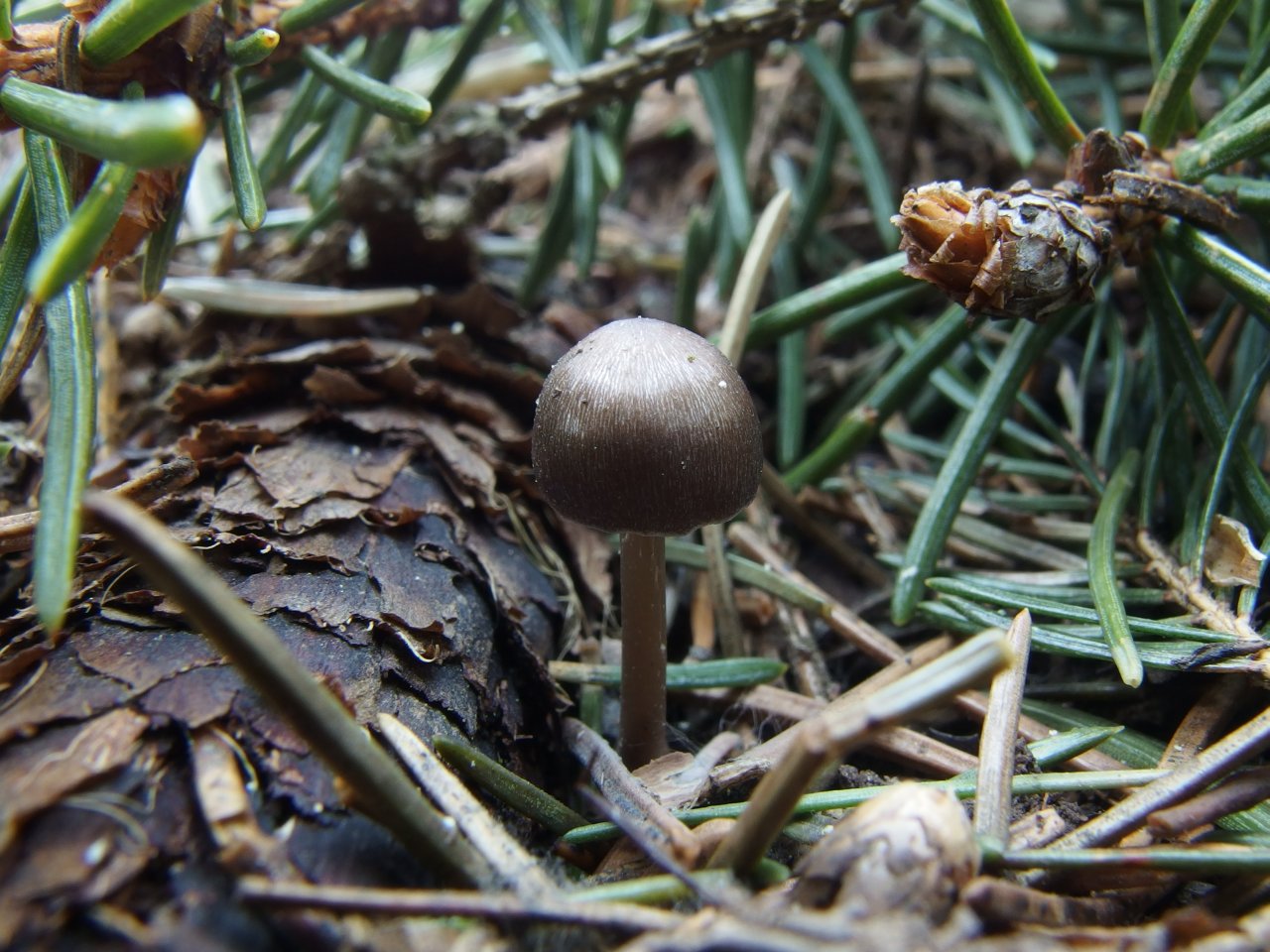 Mycena strobilicola