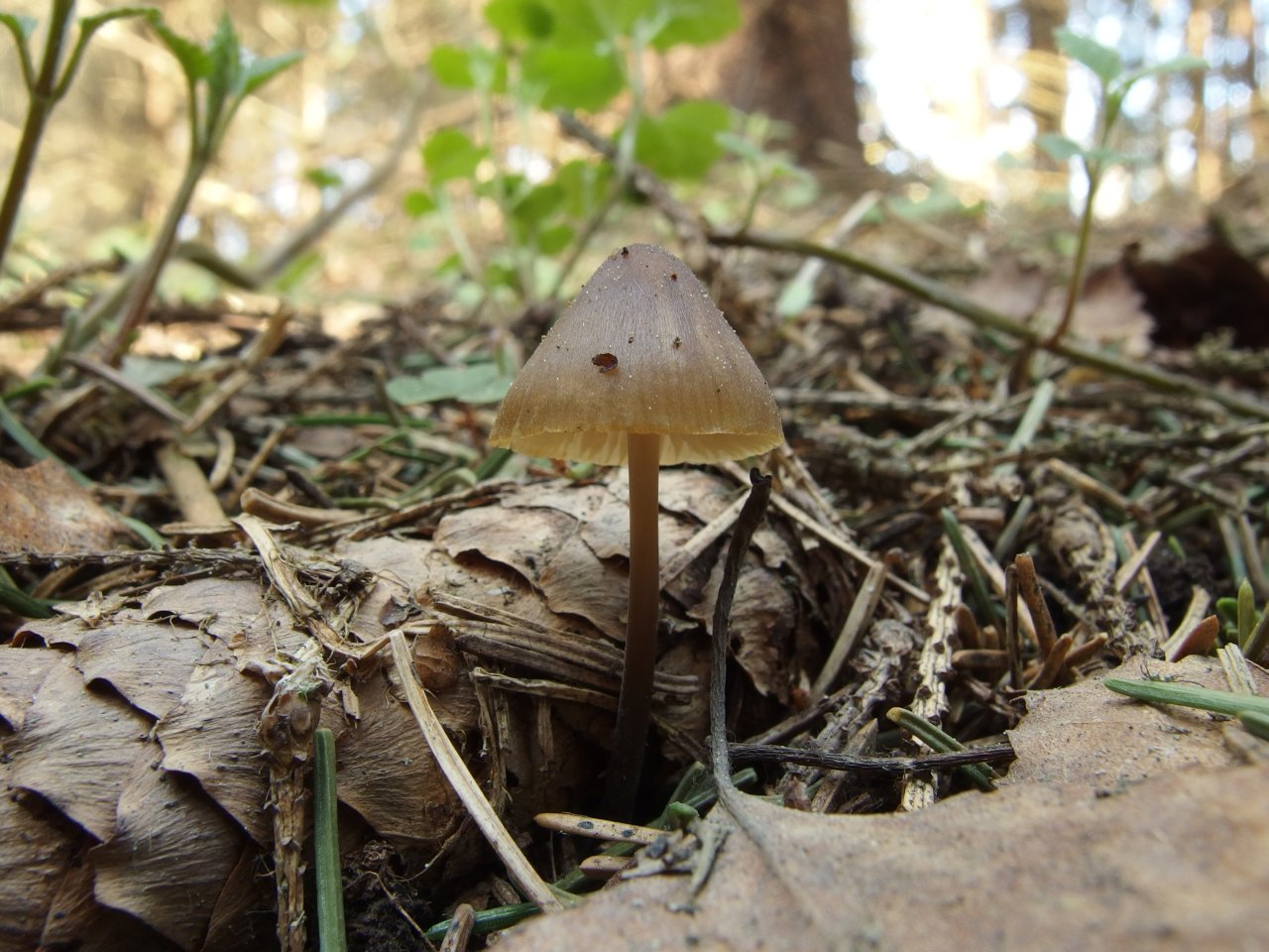 Mycena strobilicola