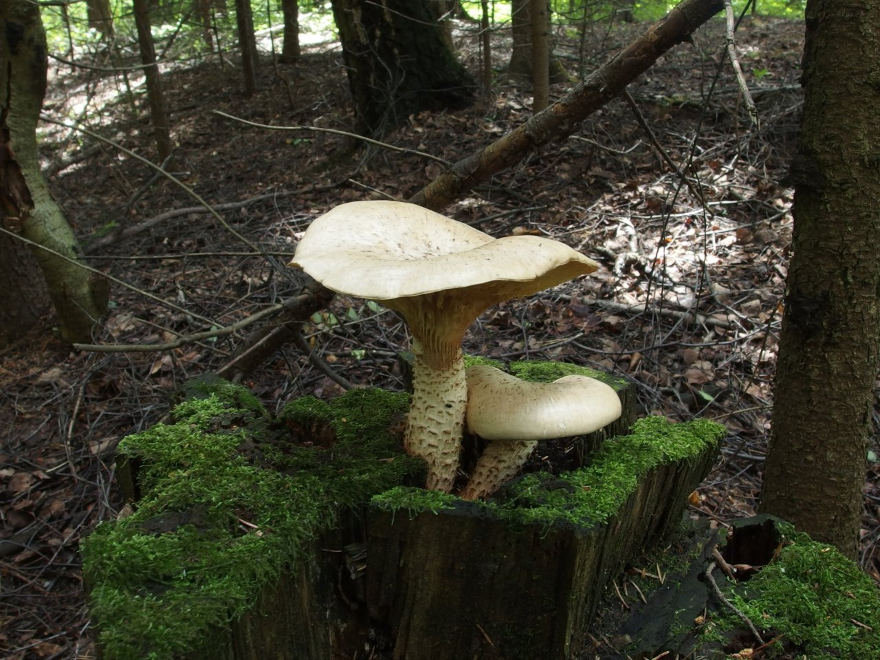 Neolentinus lepideus