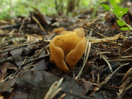 Otidea leporina