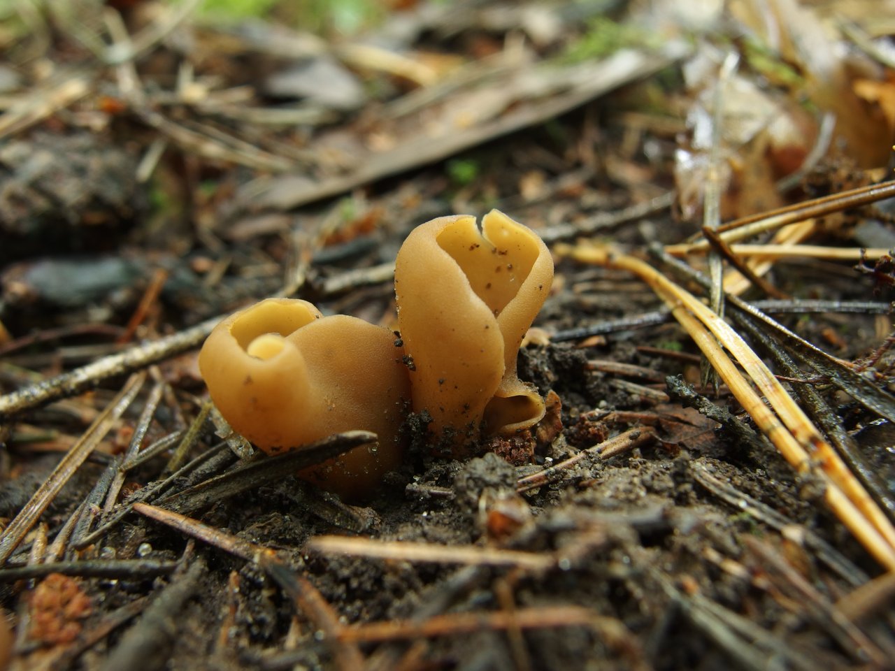 Otidea leporina