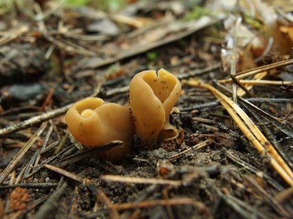 Otidea leporina