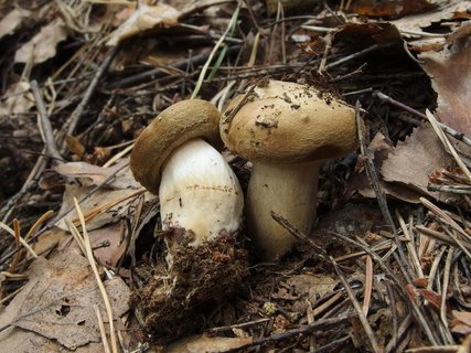 Paxillus involutus