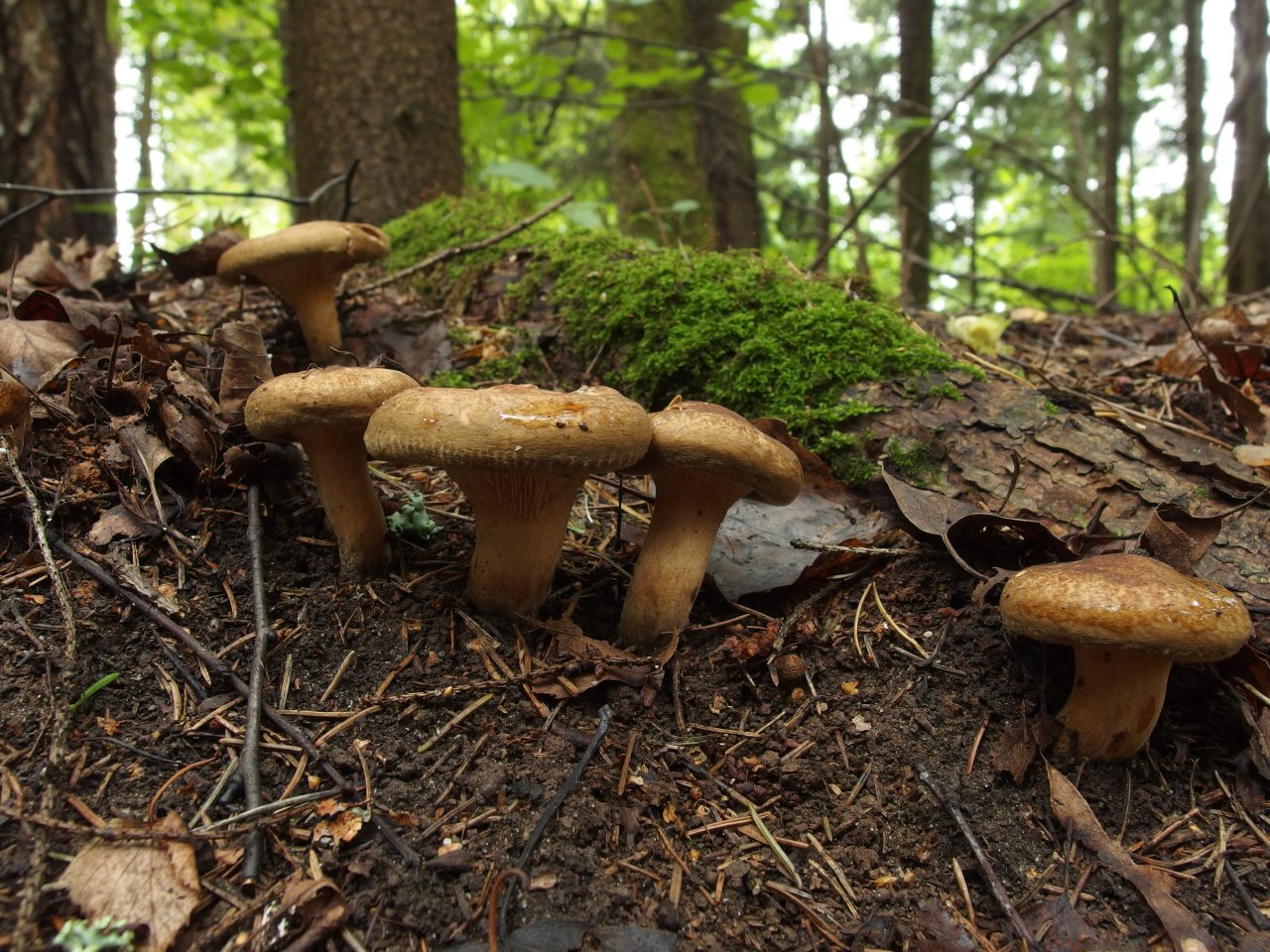 Paxillus involutus
