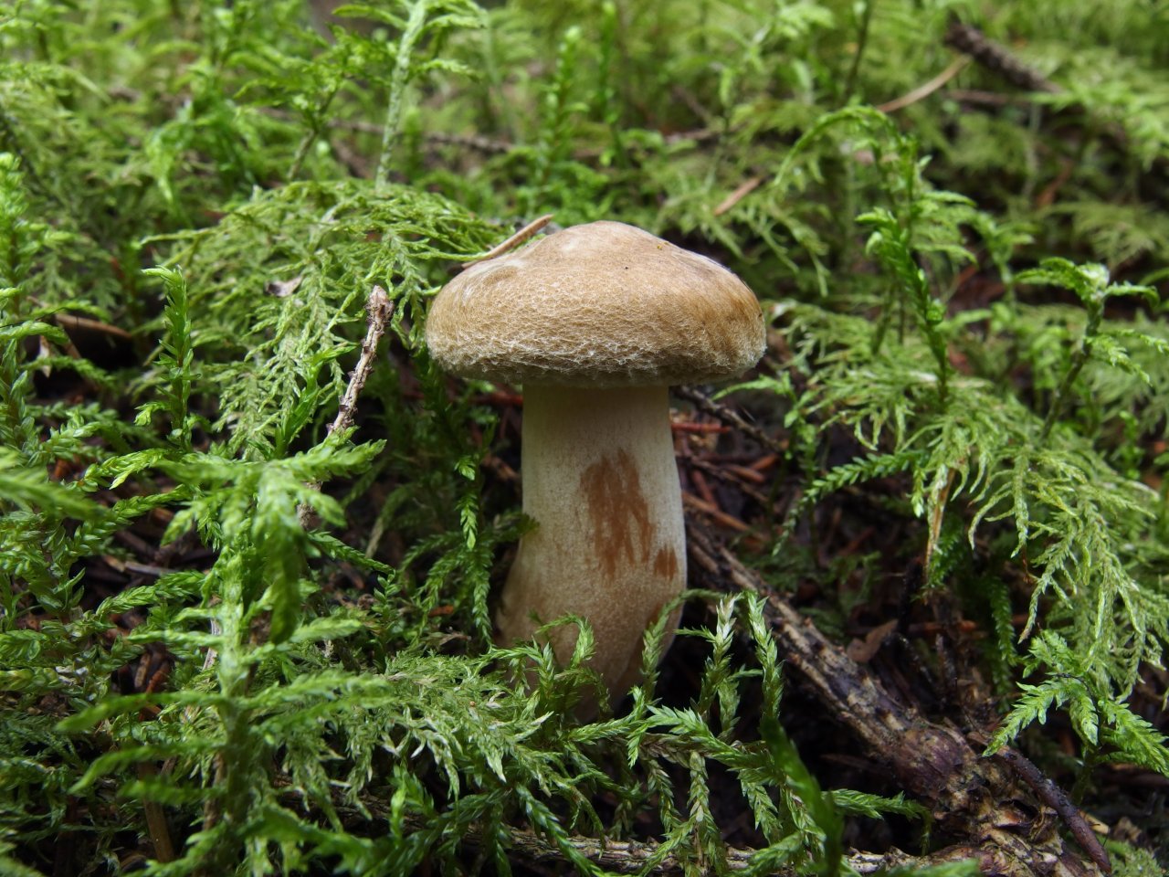 Paxillus involutus