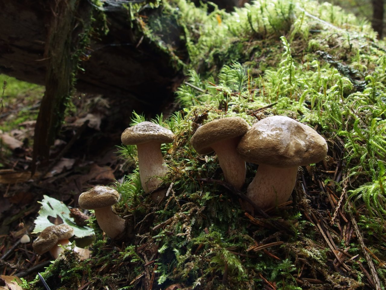 Paxillus involutus