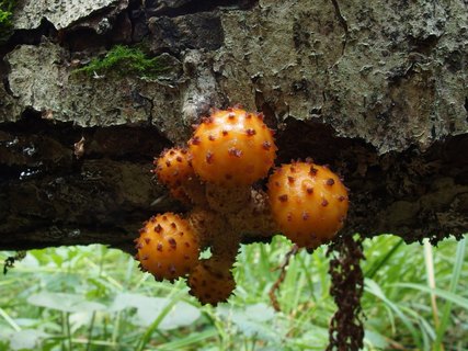 Pholiota aurivella