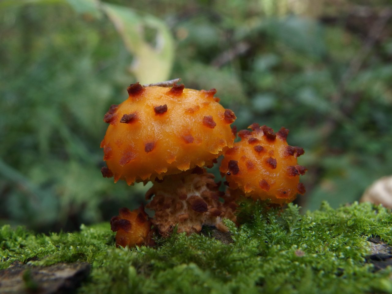 Pholiota aurivella