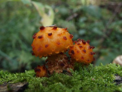 Pholiota aurivella