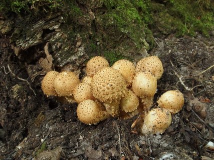 Pholiota squarrosa