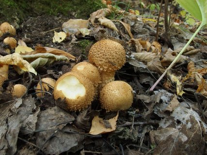 Pholiota squarrosa