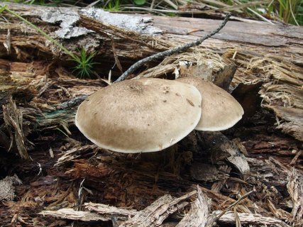 Pluteus cervinus