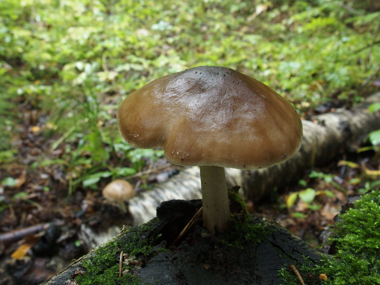 Pluteus cervinus