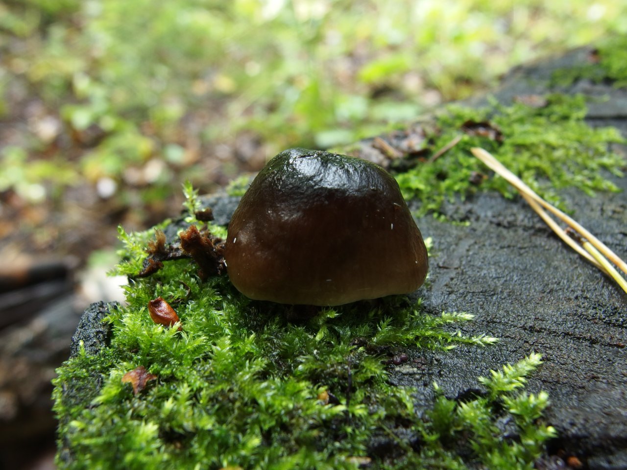 Pluteus cervinus
