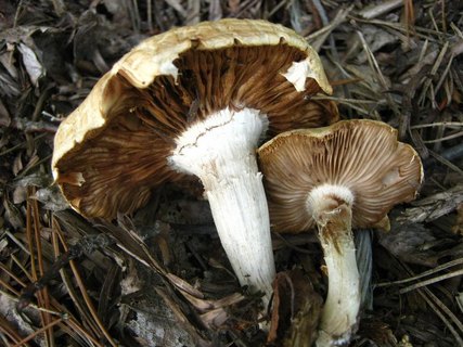 Agrocybe dura
