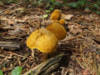 Pluteus leoninus