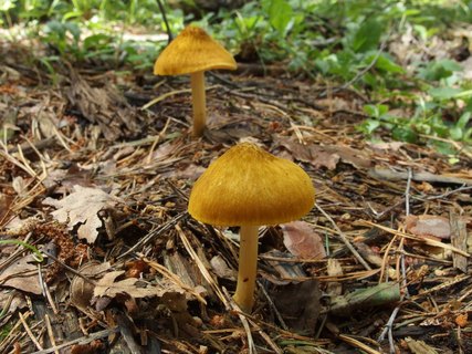 Pluteus leoninus