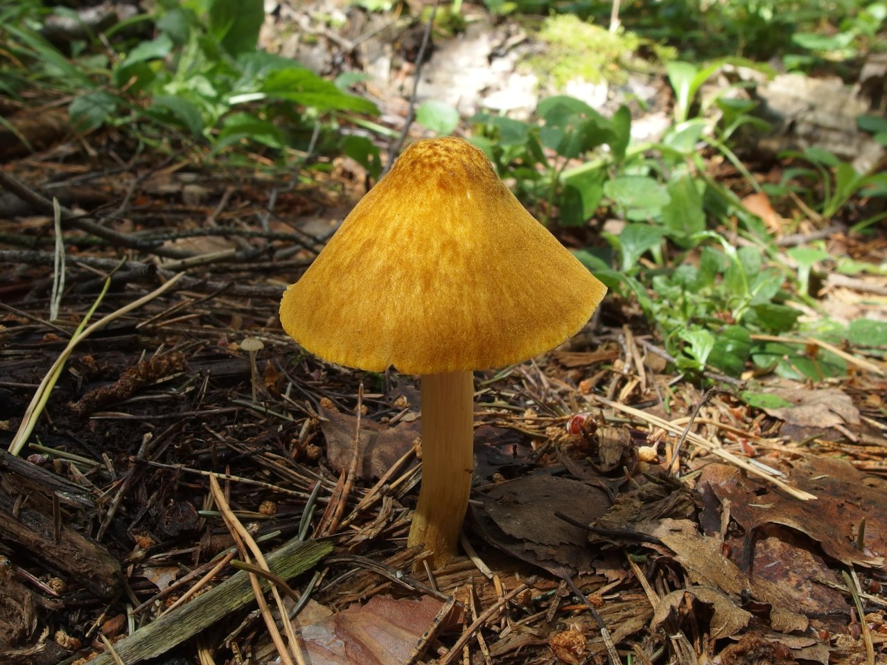 Pluteus leoninus