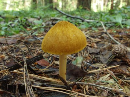 Pluteus leoninus