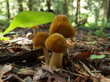 Pluteus leoninus