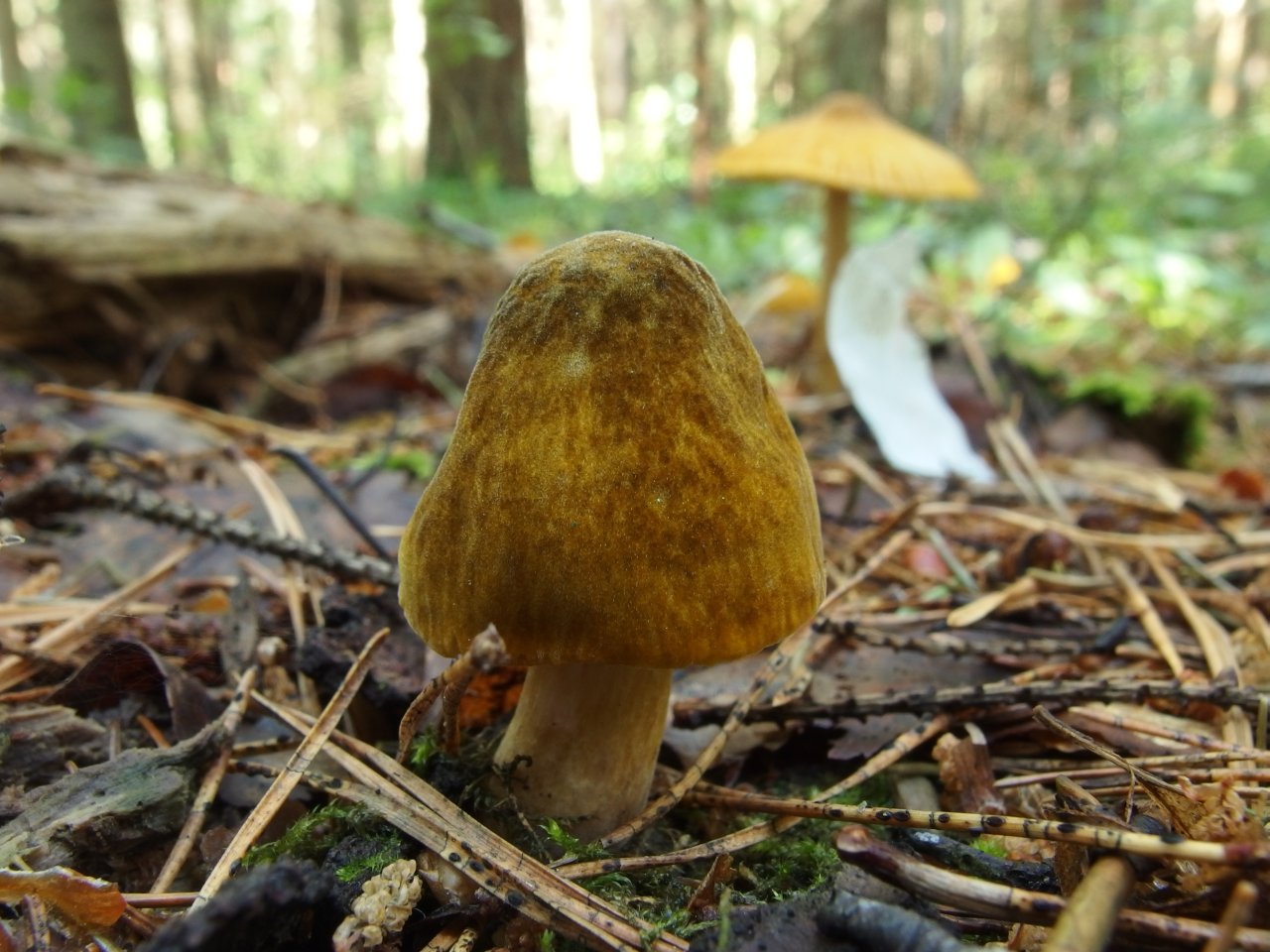 Pluteus leoninus