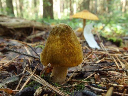 Pluteus leoninus