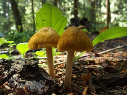 Pluteus leoninus