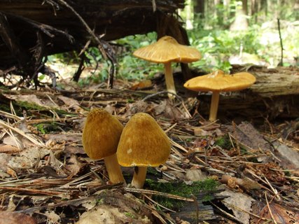 Pluteus leoninus