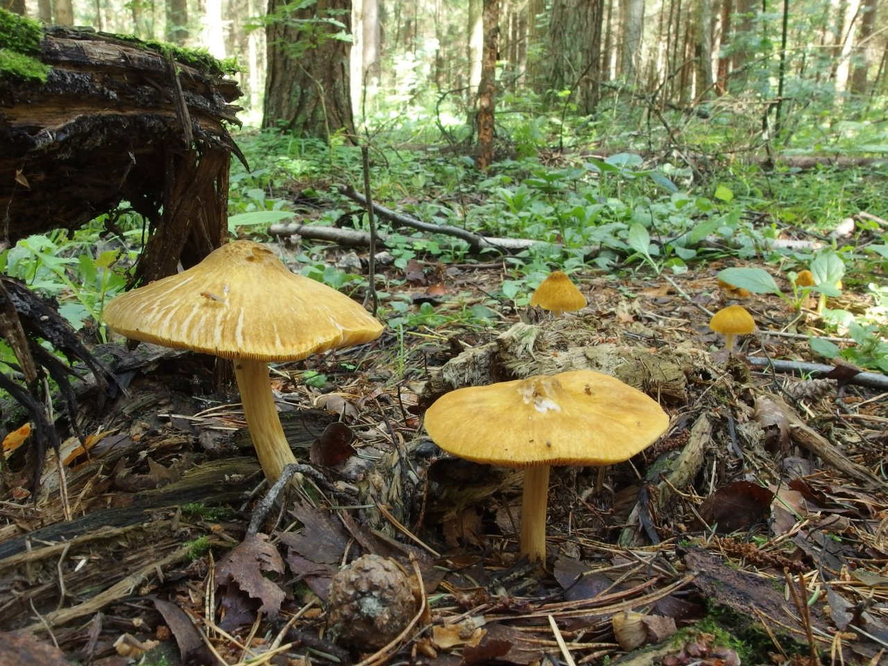 Pluteus leoninus