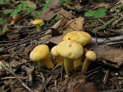 Cantharellus cibarius
